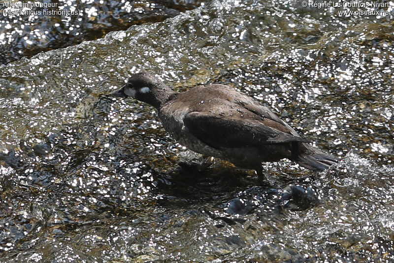 Arlequin plongeur