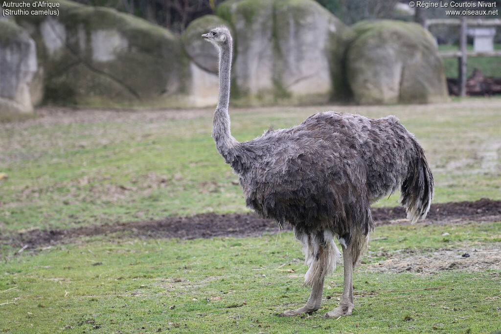 Autruche d'Afrique