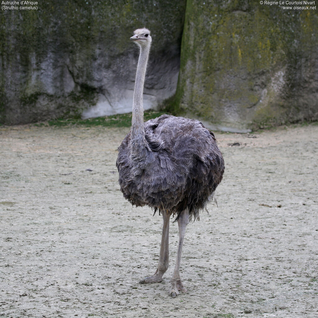 Autruche d'Afrique