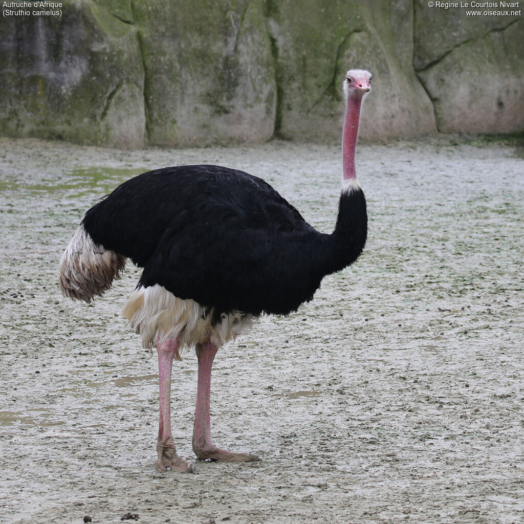 Autruche d'Afrique mâle