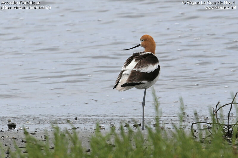 Avocette d'Amérique