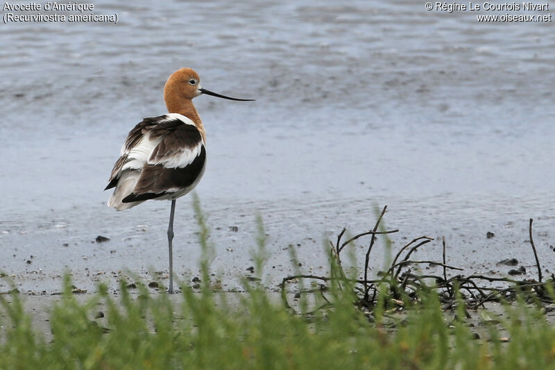 Avocette d'Amérique