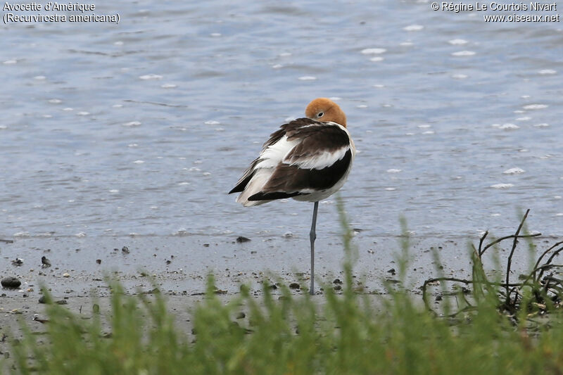 Avocette d'Amérique