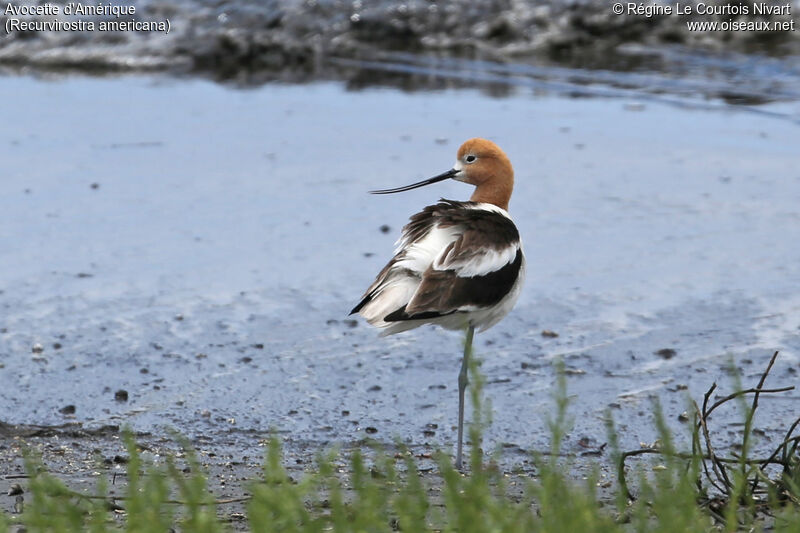 Avocette d'Amérique