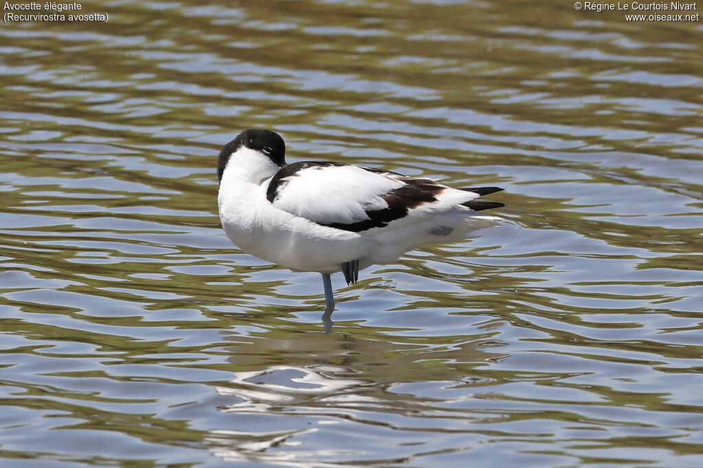 Avocette élégante