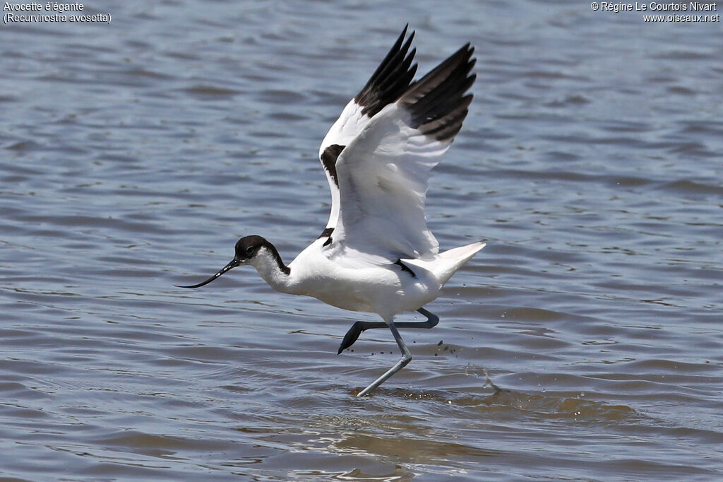 Avocette élégante
