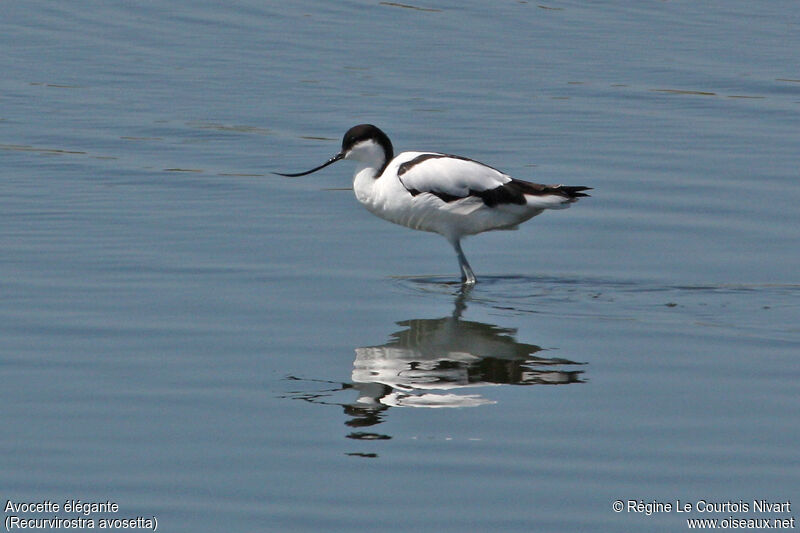 Avocette éléganteadulte