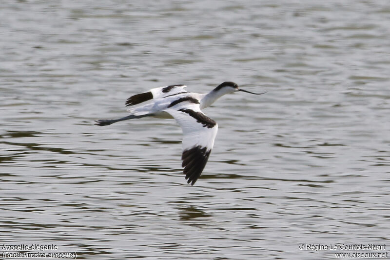 Avocette élégante, Vol