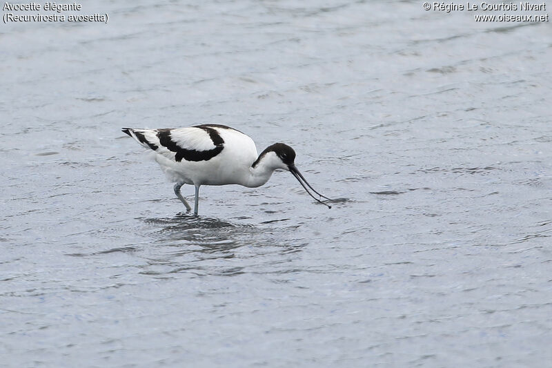 Avocette élégante