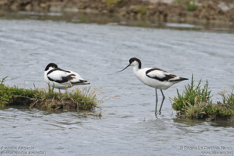 Avocette élégante