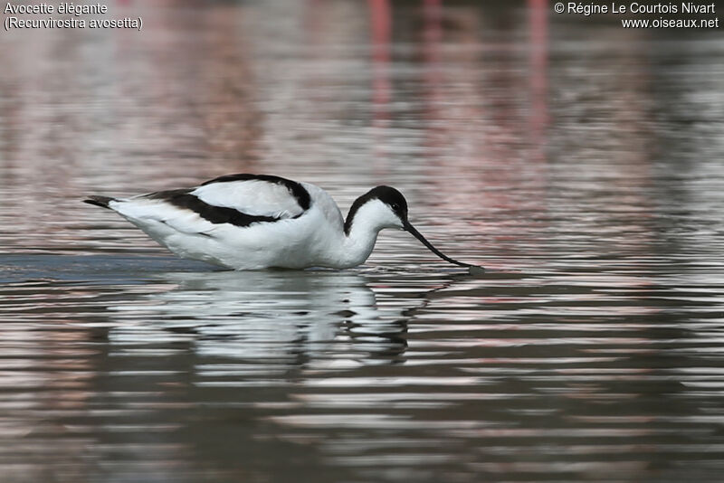 Avocette élégante