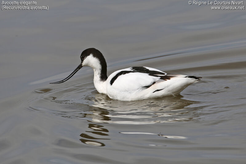 Avocette élégante