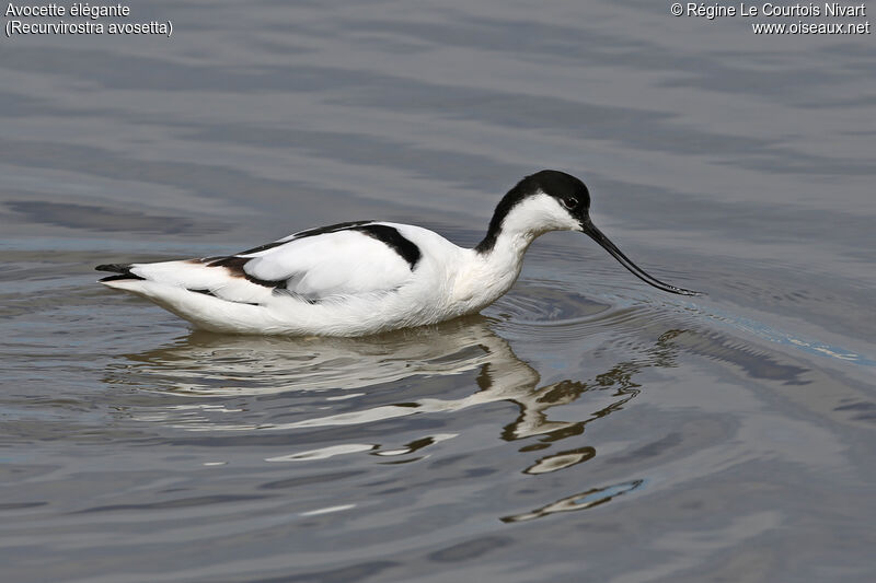 Pied Avocet