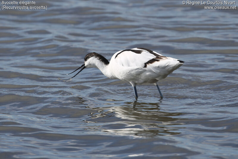 Avocette élégante