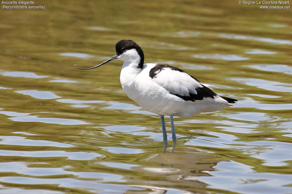 Avocette élégante