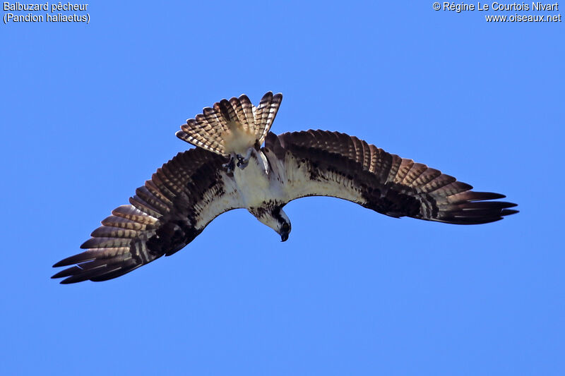 Osprey