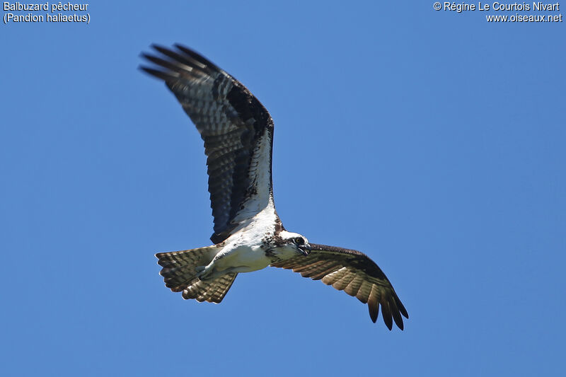 Balbuzard pêcheur