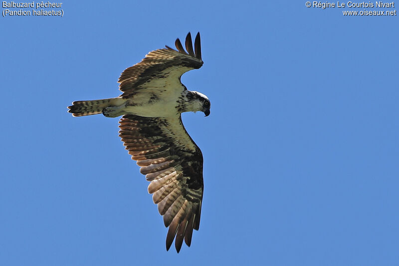 Osprey