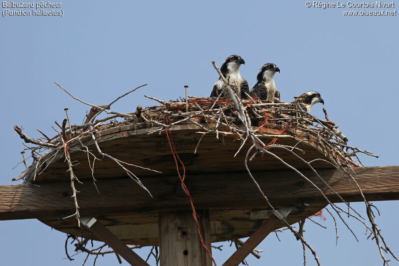 Ospreyjuvenile, Reproduction-nesting