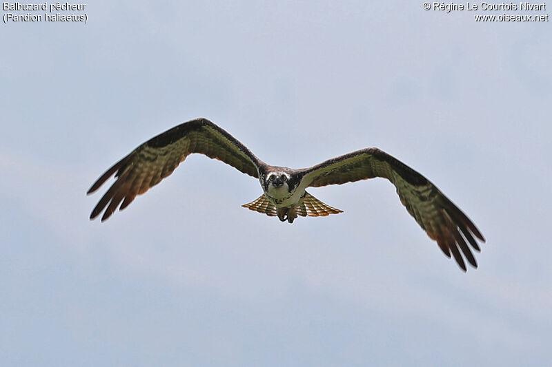 Osprey