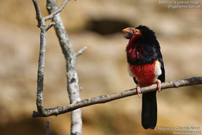 Bearded Barbet