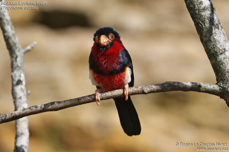 Bearded Barbet