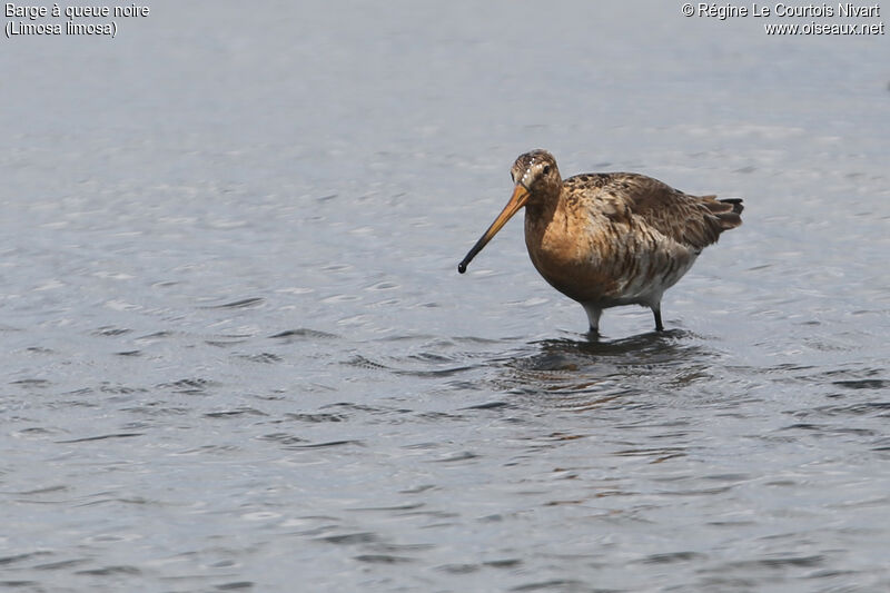 Black-tailed Godwit