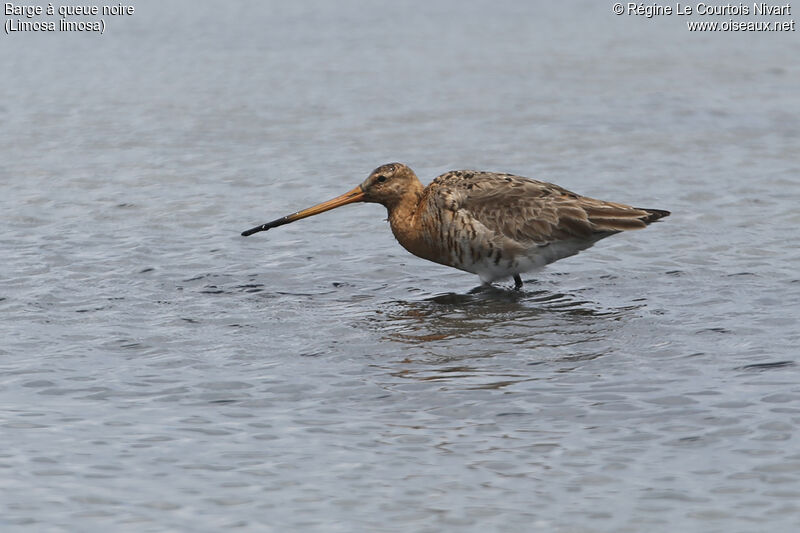 Black-tailed Godwit