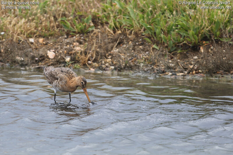 Black-tailed Godwit