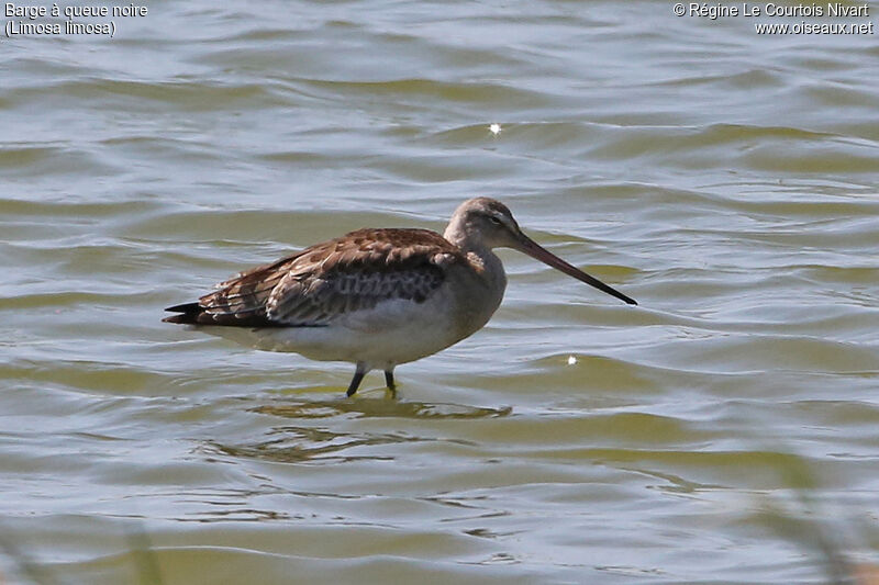 Black-tailed Godwit