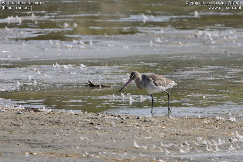 Black-tailed Godwit