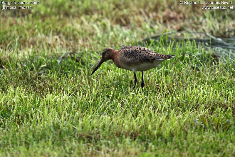 Black-tailed Godwit