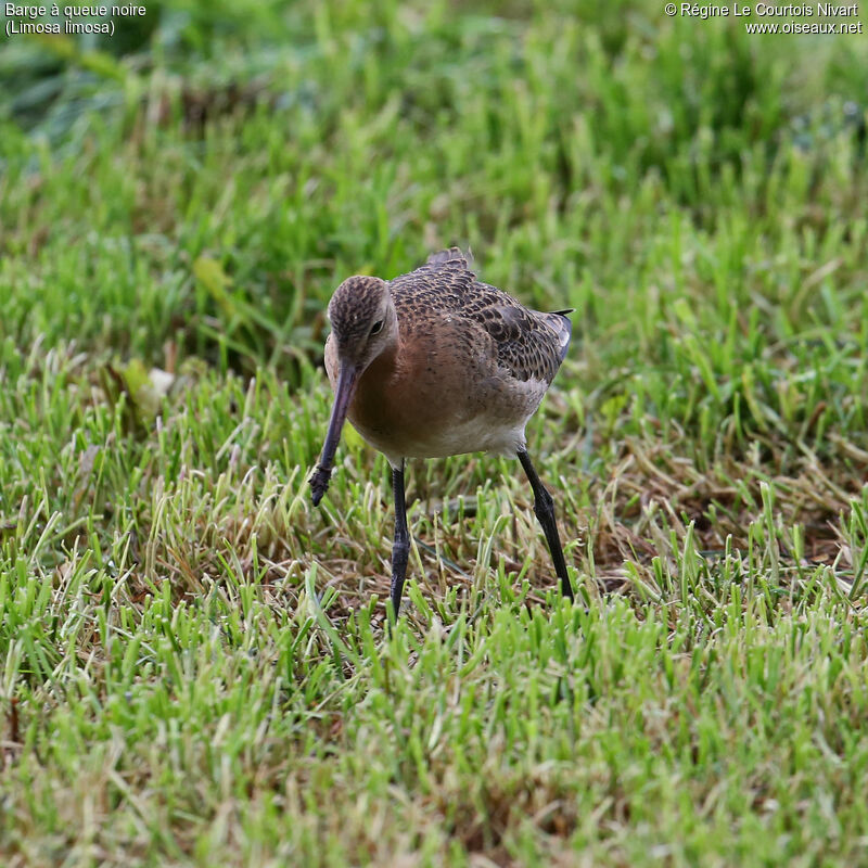 Black-tailed Godwit