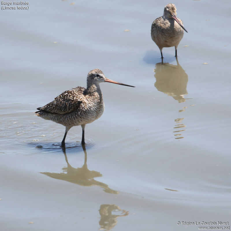 Marbled Godwit