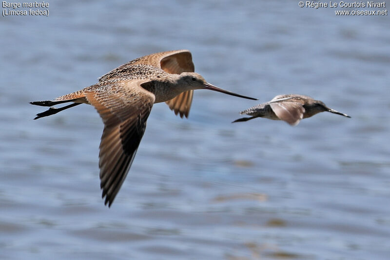 Marbled Godwit