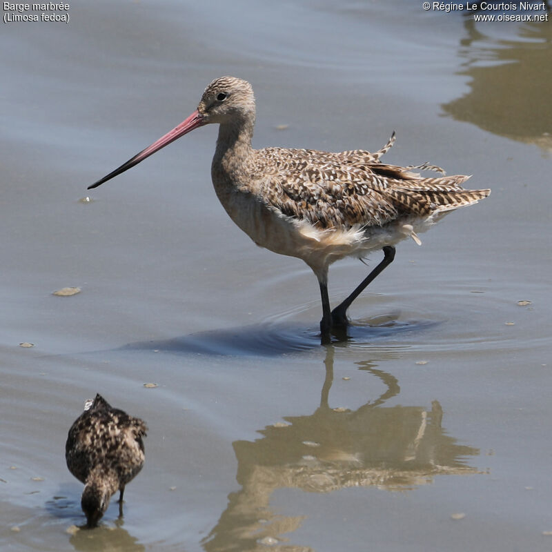 Marbled Godwit