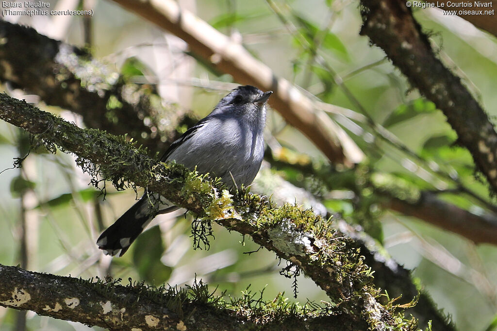 Variable Antshrike