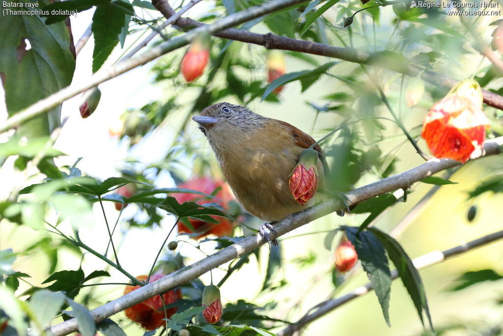 Barred Antshrike