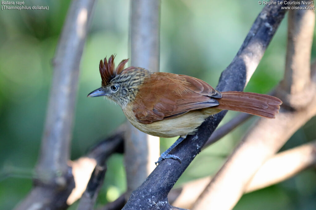 Barred Antshrike