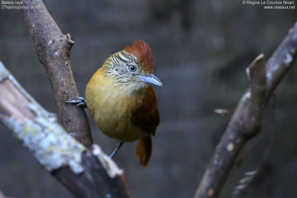 Barred Antshrike