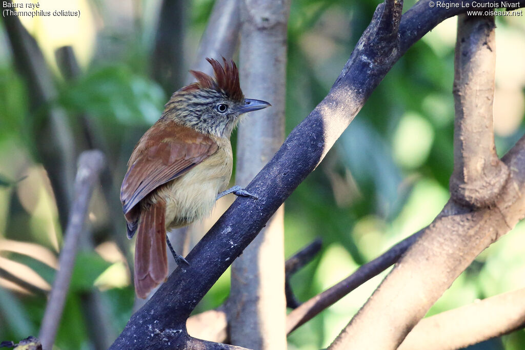 Barred Antshrike