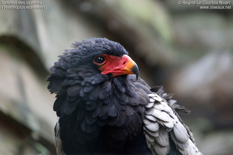 Bateleur des savanes