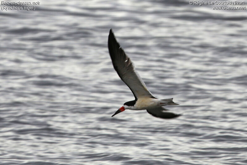 Black Skimmer