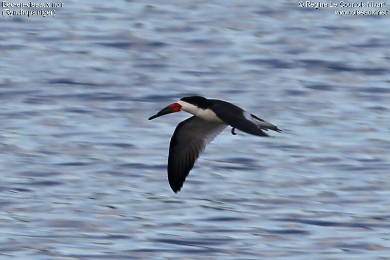 Black Skimmer