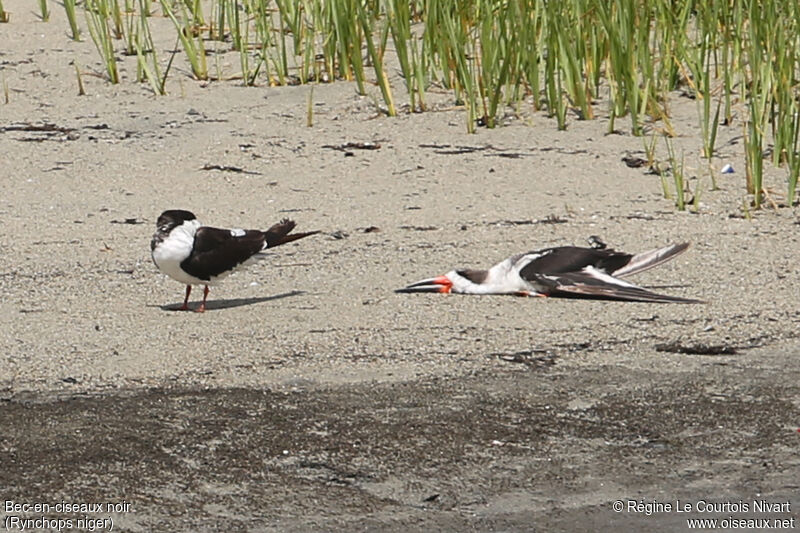 Black Skimmer