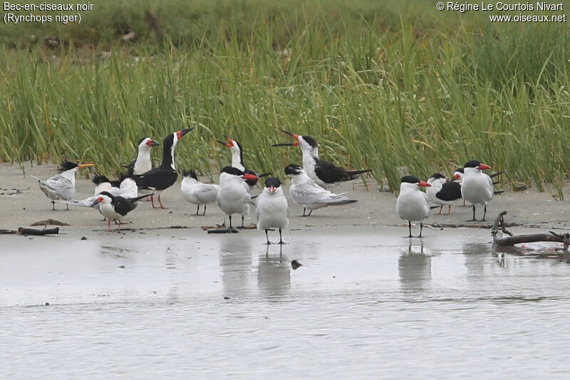 Black Skimmer