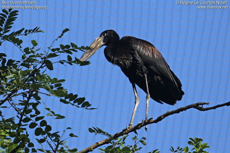 African Openbill