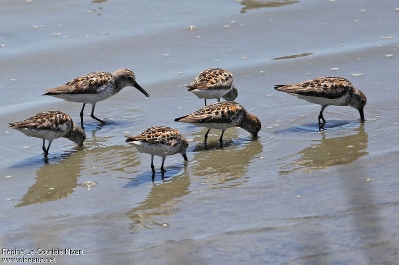 Western Sandpiperadult transition, Behaviour