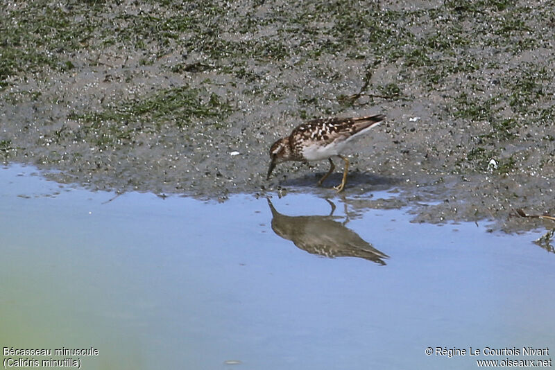 Least Sandpiper