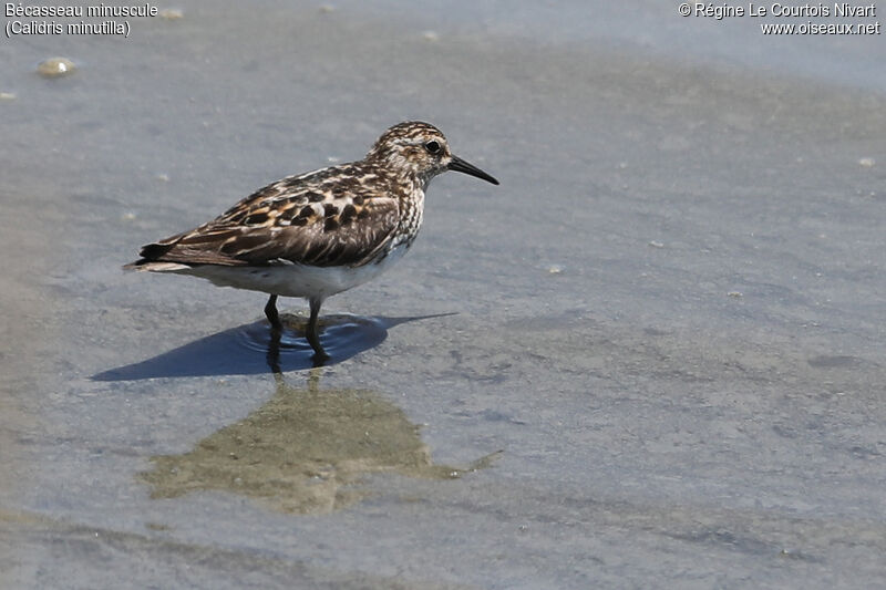 Least Sandpiper